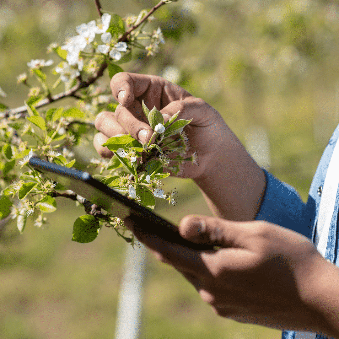 non profit volunteer holding a mobile tablet and inspecting a flowering tree