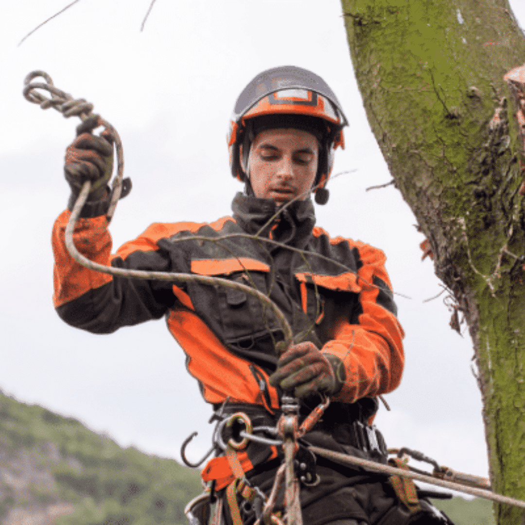 Tree Management software for private tree care firms