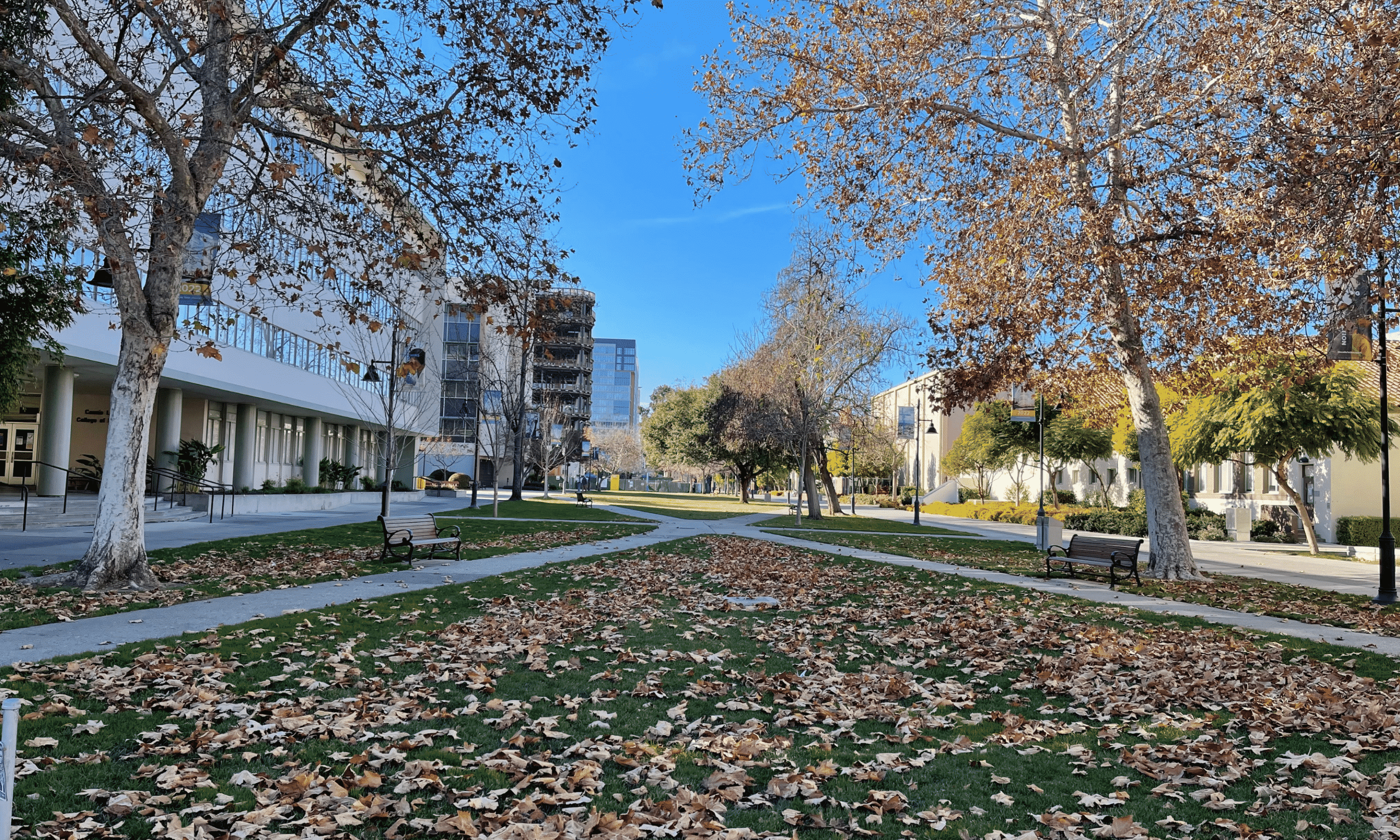 urban tree canopy goals on a private campus versus public land