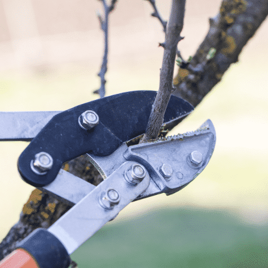 Prune and mulch trees to keep them safe in winter