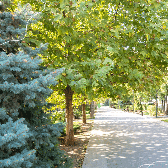 How to Communicate the Benefits of Trees to your Community