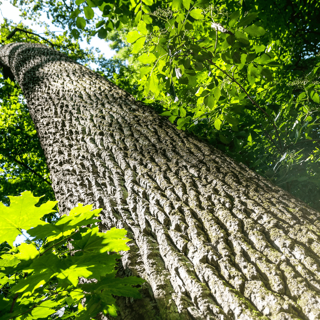 On-Demand Webinar: The differences between tree inventories and tree canopy assessments