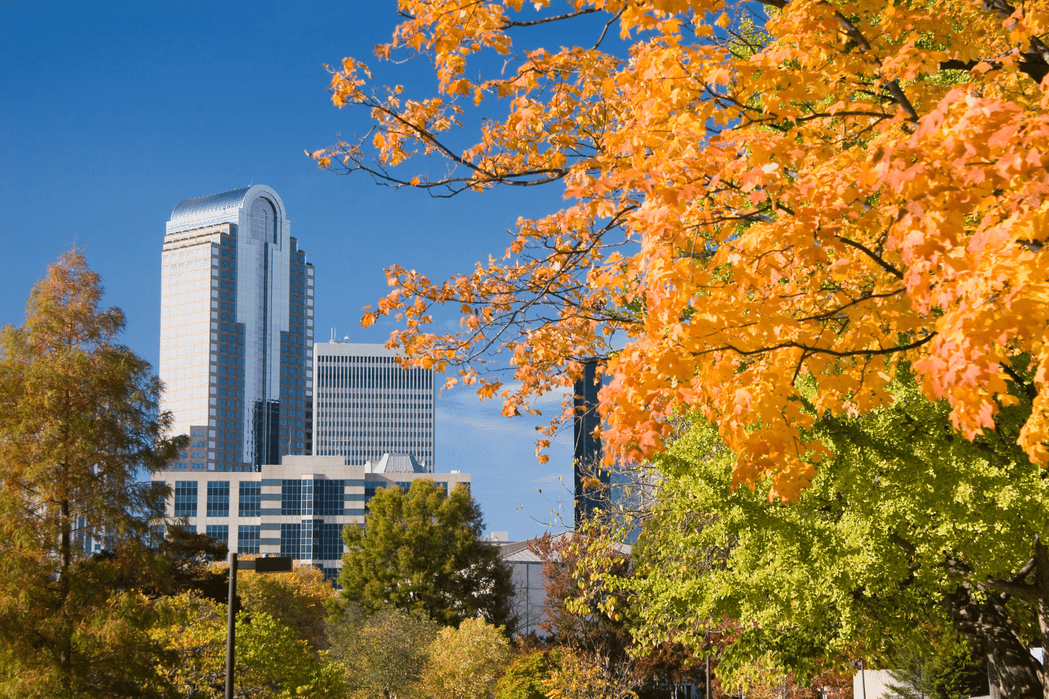What We Can Learn from Charlotte's Urban Forest eBook TreePlotter