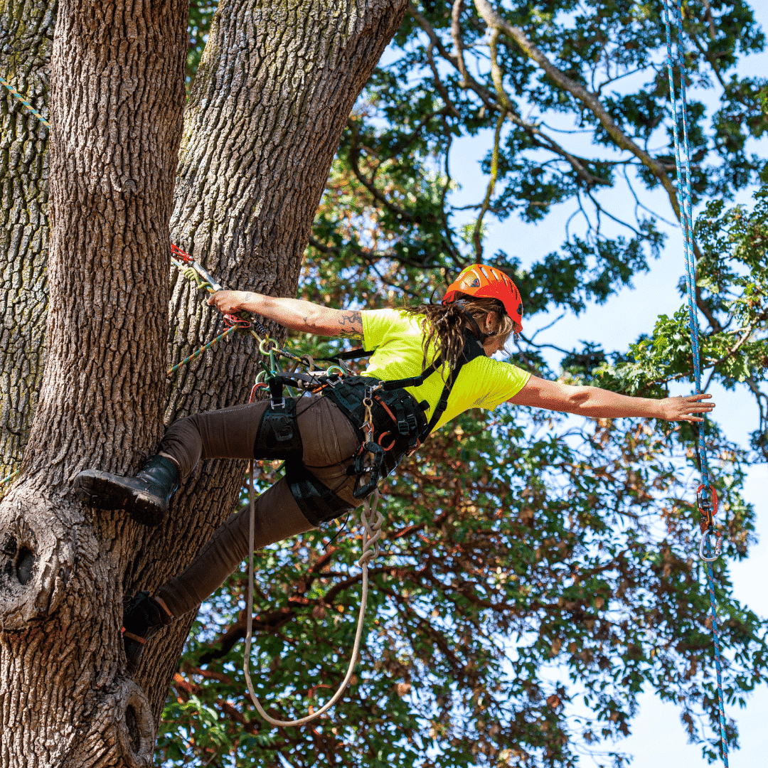 TreePlotter JOBS for tree care companies