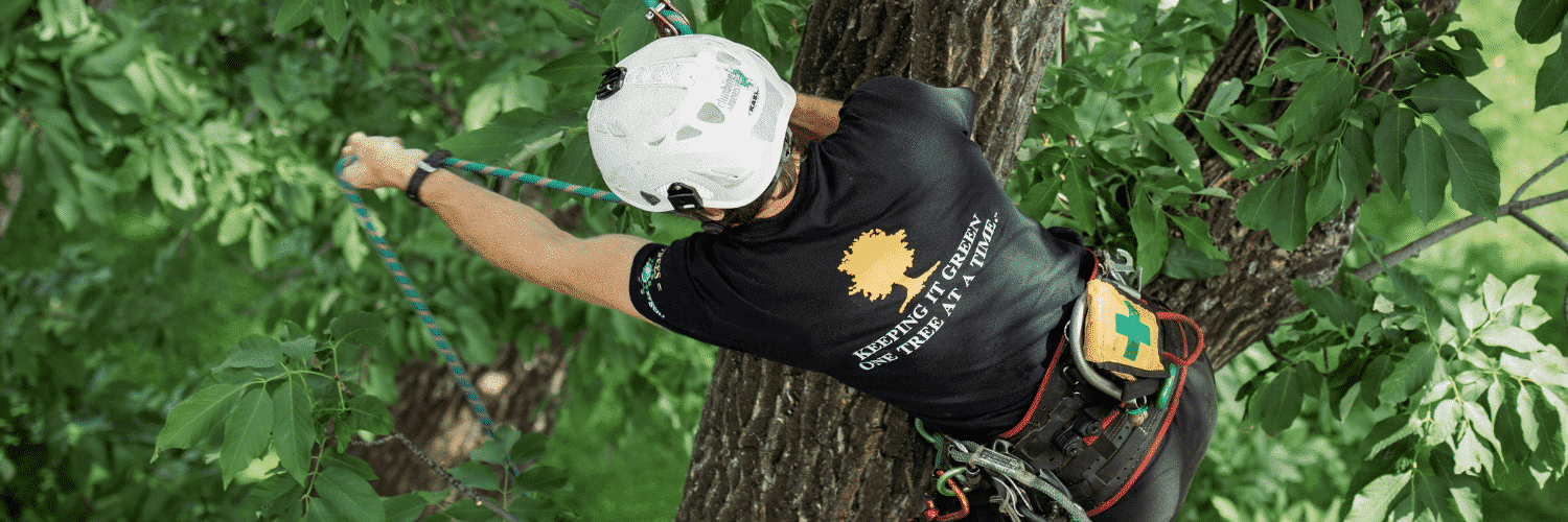 Elevate Your tree care estimates with TreePlotter JOBS