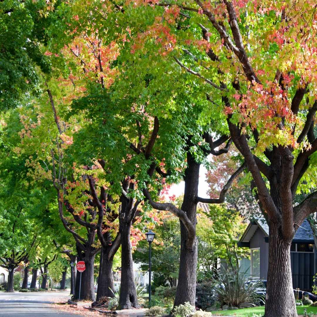 Preparing For The Influx of Federal Urban Forestry Funding and the Inflation Reduction Act