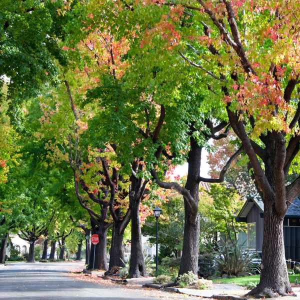 The Ultimate Guide to Urban Forestry Funding