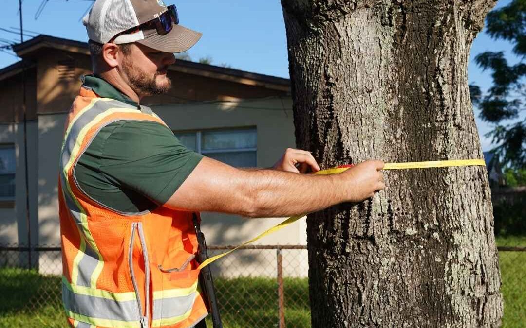 Tree Inventory Planning for Actionable Data