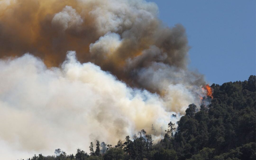 Healing Together: Insights into Urban Forest Management from California Fires