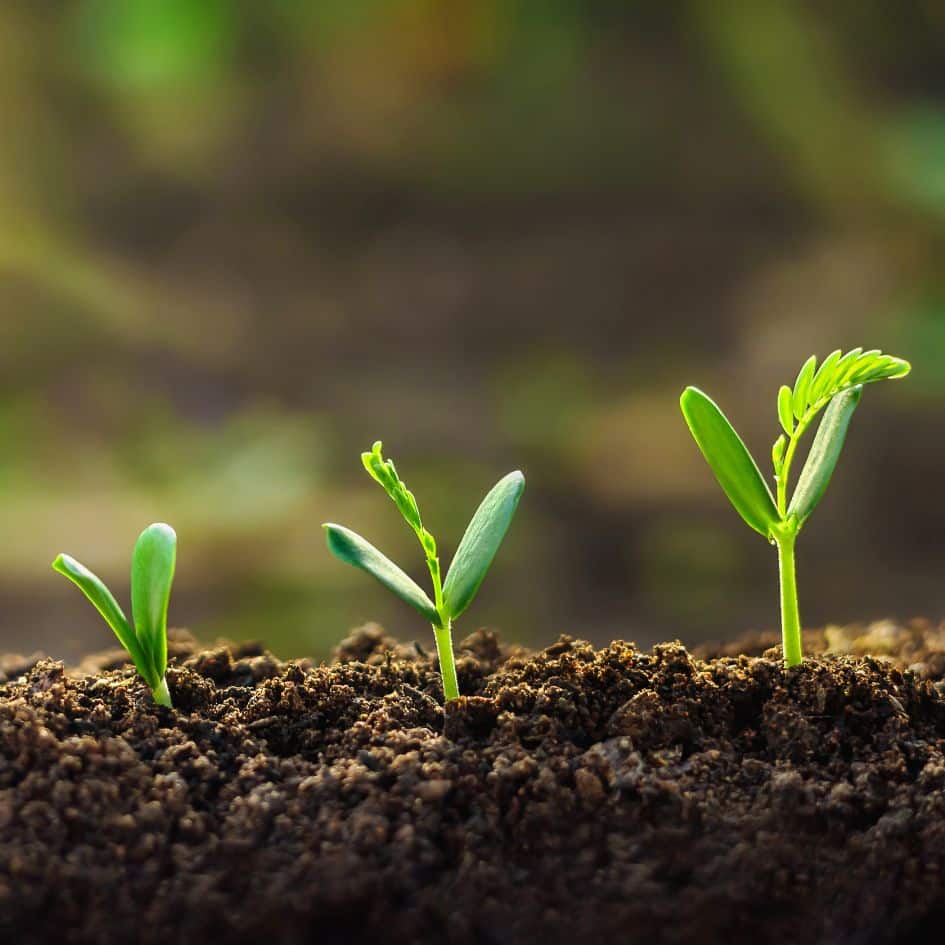 Branching Out or Taking Root Your Urban Forestry Program’s Evaluation
