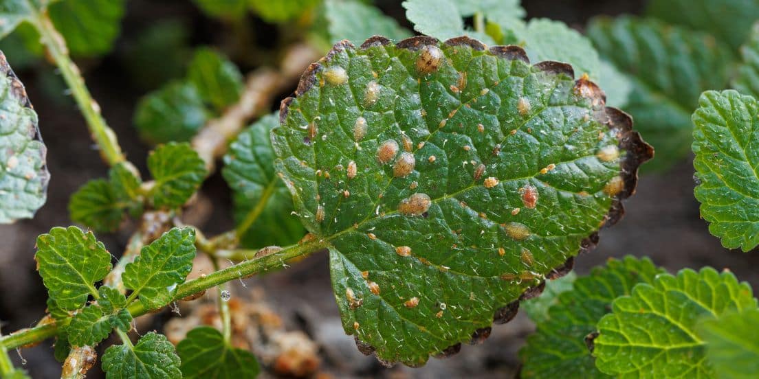 Armored scale insects at home plants. Insects sucking plant