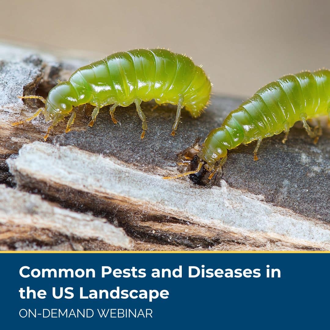 Common Pests and Diseases in the US Landscape On Demand Webinar