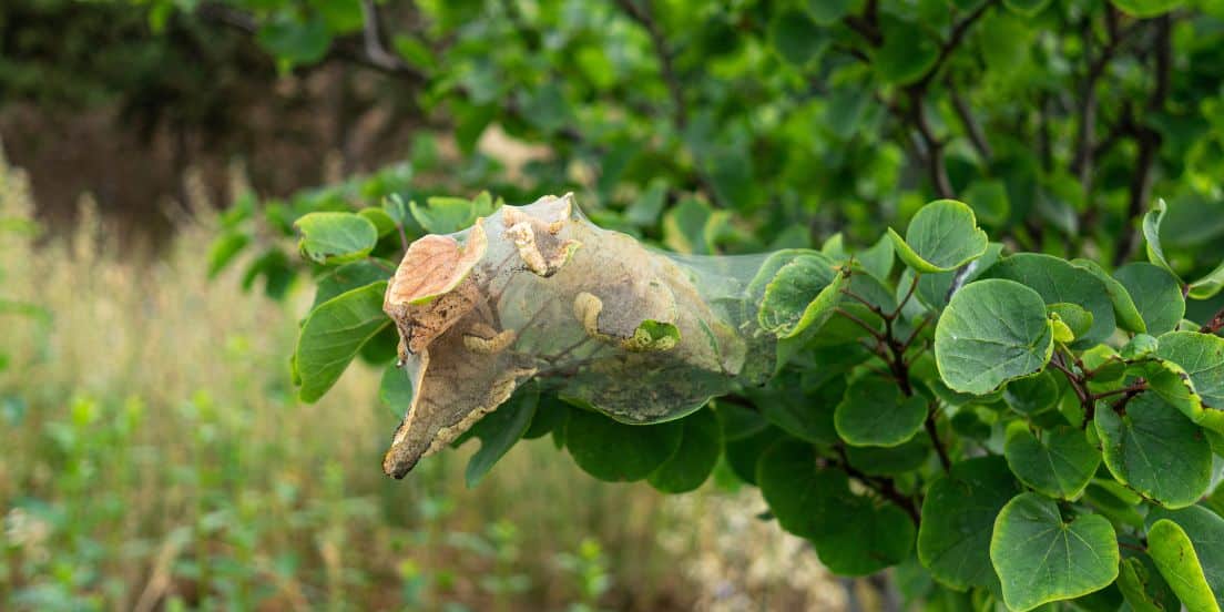 Leaves of a tree affected by Spider mite