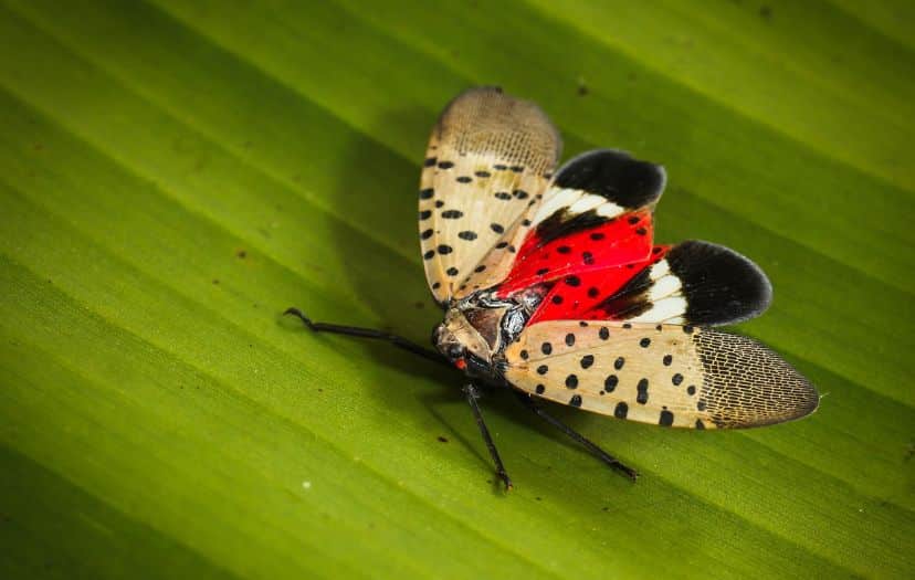 Spotted lanternfly infestation on a city street tree
